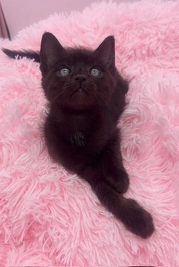 Weedle, a Adoptable Domestic Short Hair in Covington, LA image 3/4