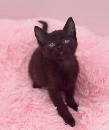 Weedle, a Adoptable Domestic Short Hair in Covington, LA image 4/4