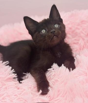 Weedle, Adoptable, Kitten Male Domestic Short Hair.