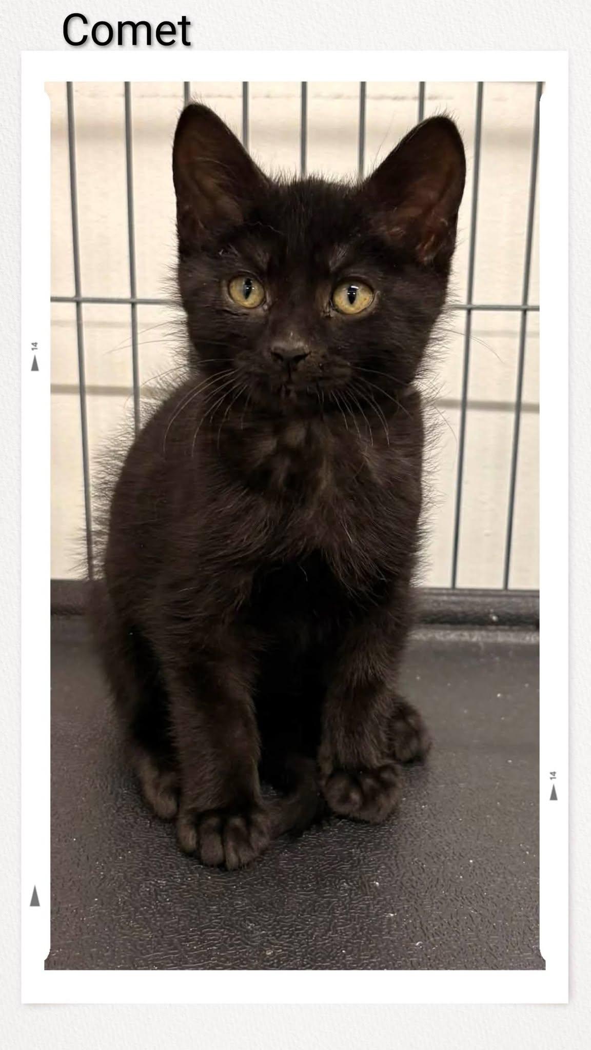 Enlarge Comet, a Adoptable Domestic Short Hair in Caistor Centre, ON image 1/1
