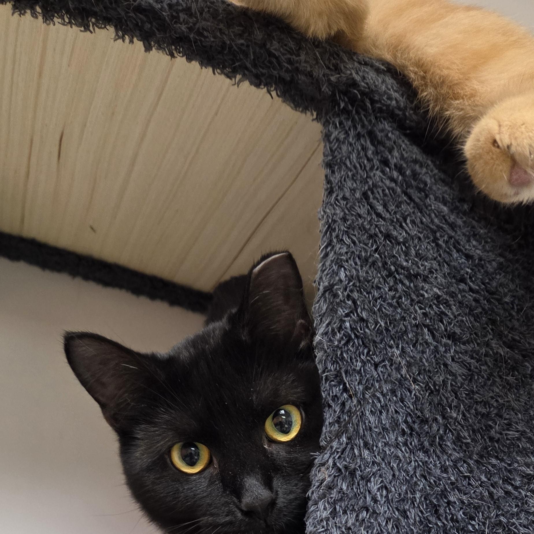 Ragu, a ADOPTABLE Domestic Short Hair in Louisville, OH image 2/2