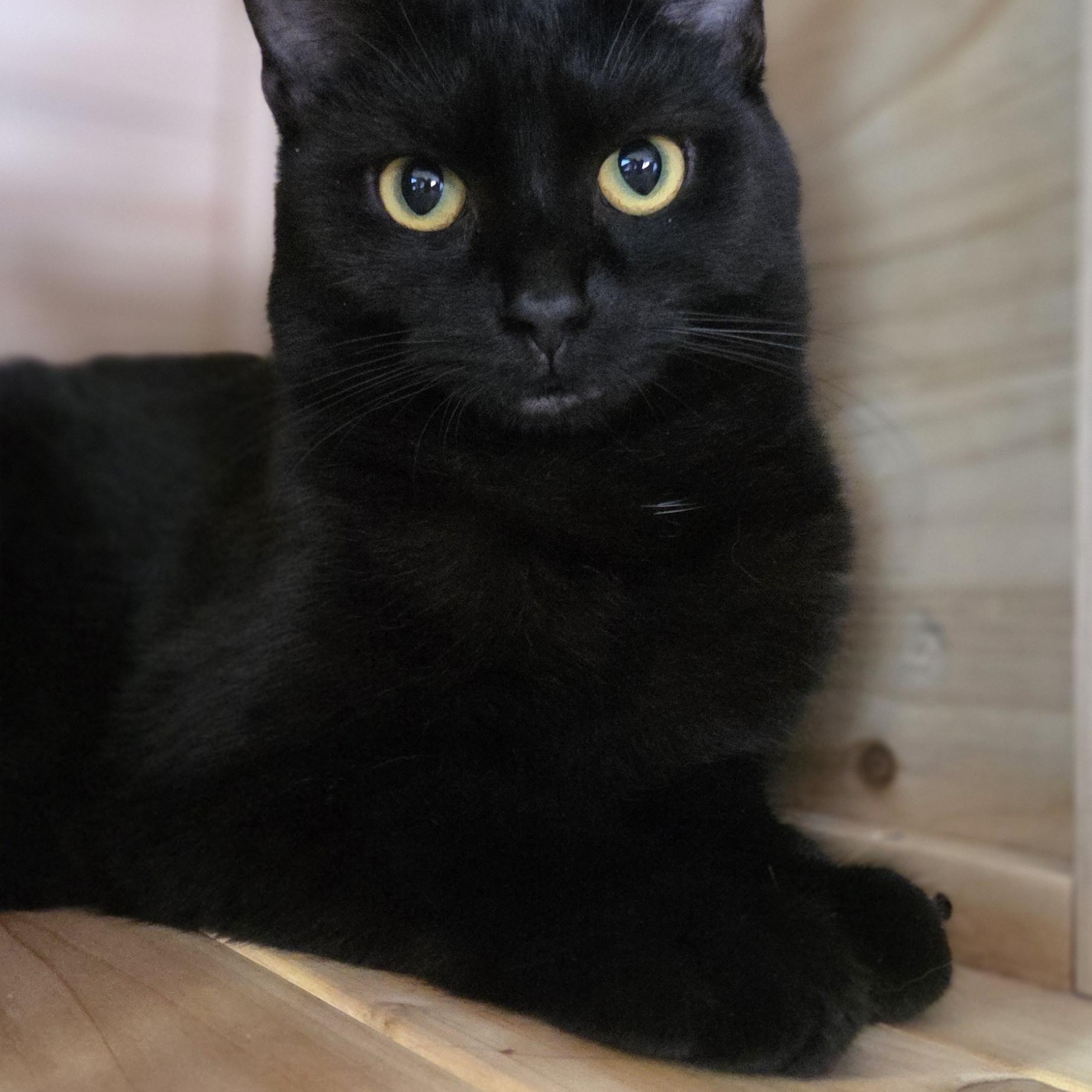 Ragu, ADOPTABLE, Young Female Domestic Short Hair.
