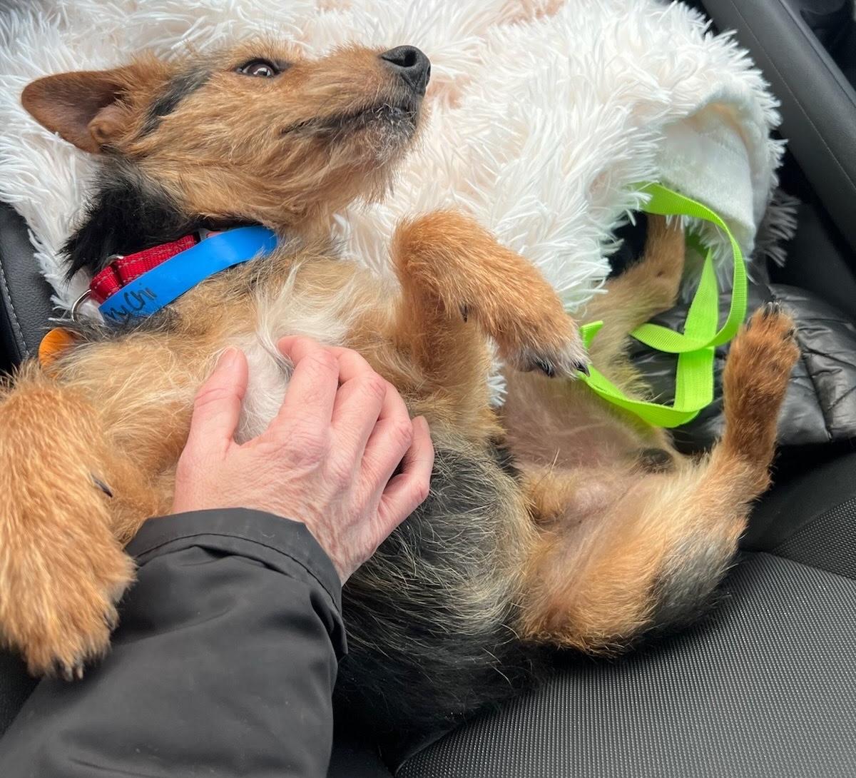 Hayden, an adopted mixed breed in Brooklyn, NY image 3/6