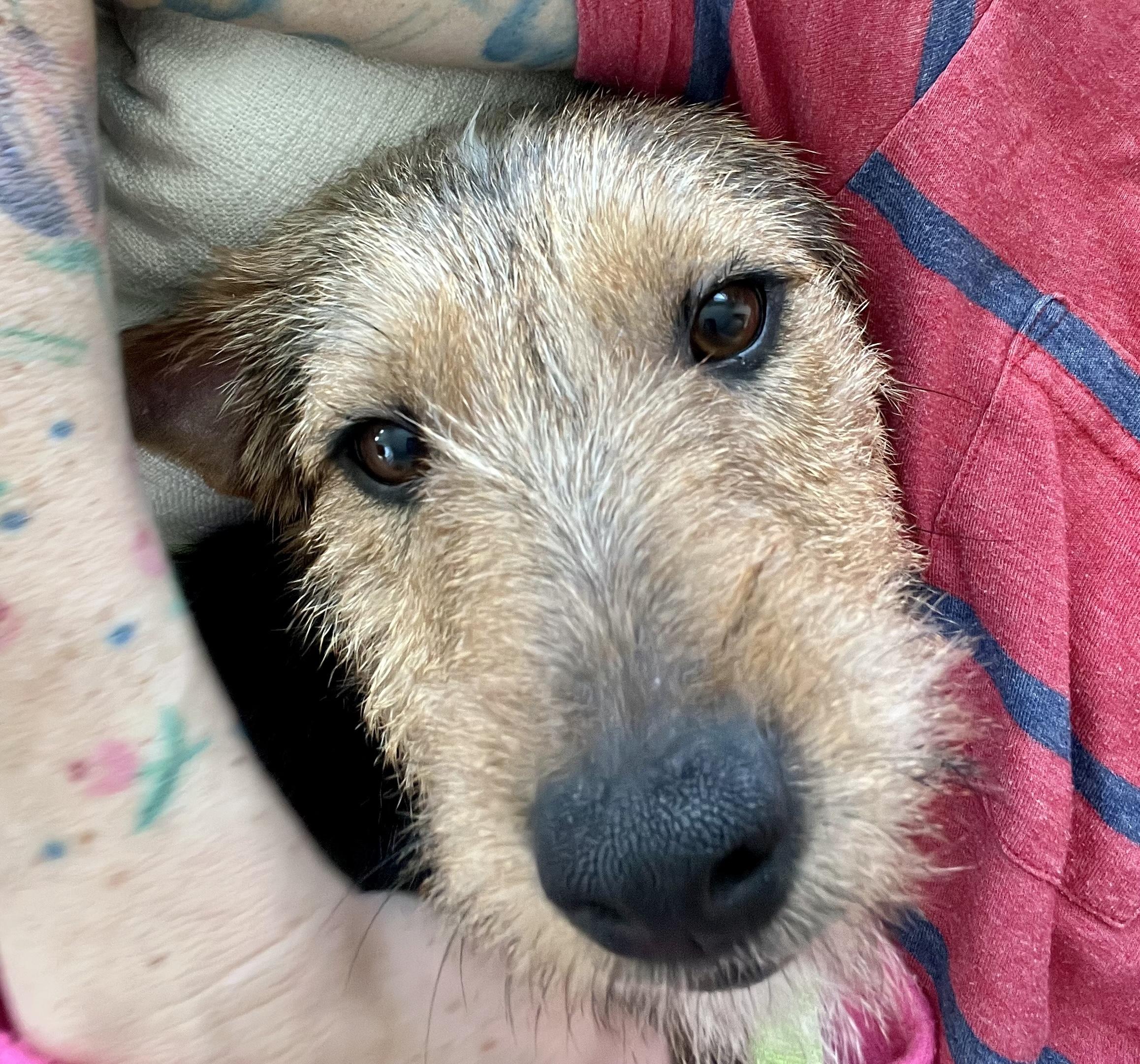 Hayden, an adopted mixed breed in Brooklyn, NY image 6/6