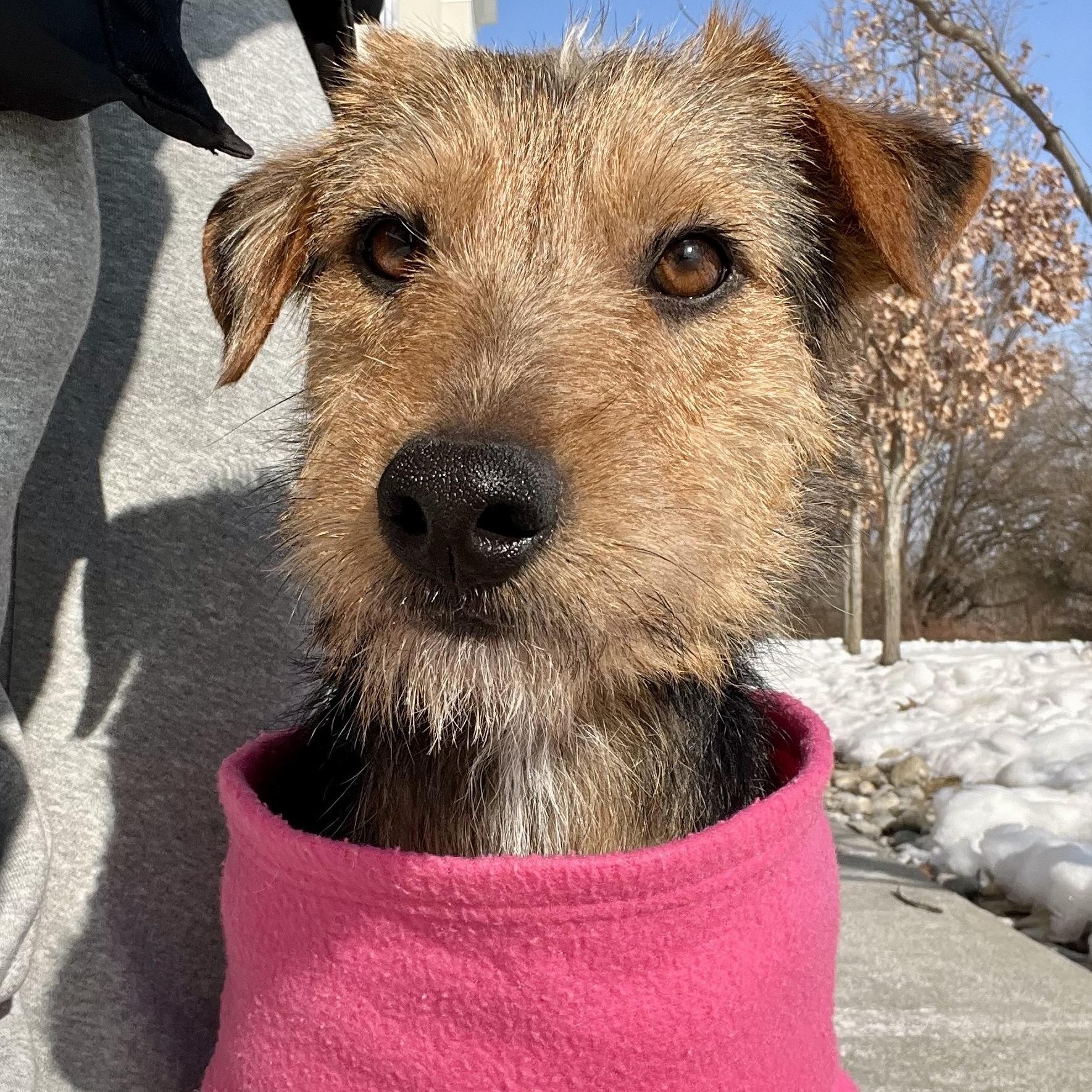 Hayden, an adopted mixed breed in Brooklyn, NY image 1/6