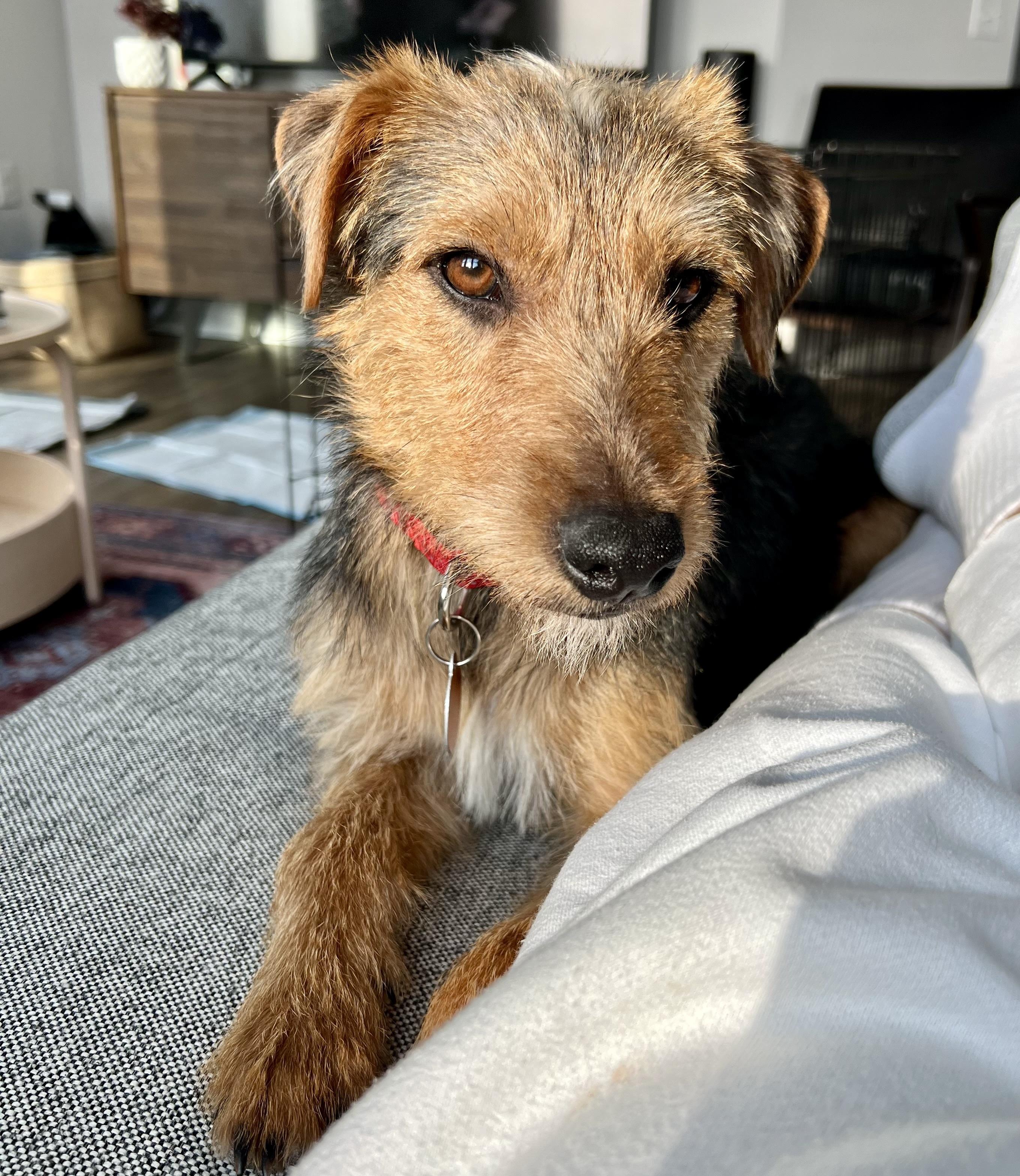 Hayden, an adopted mixed breed in Brooklyn, NY image 5/6