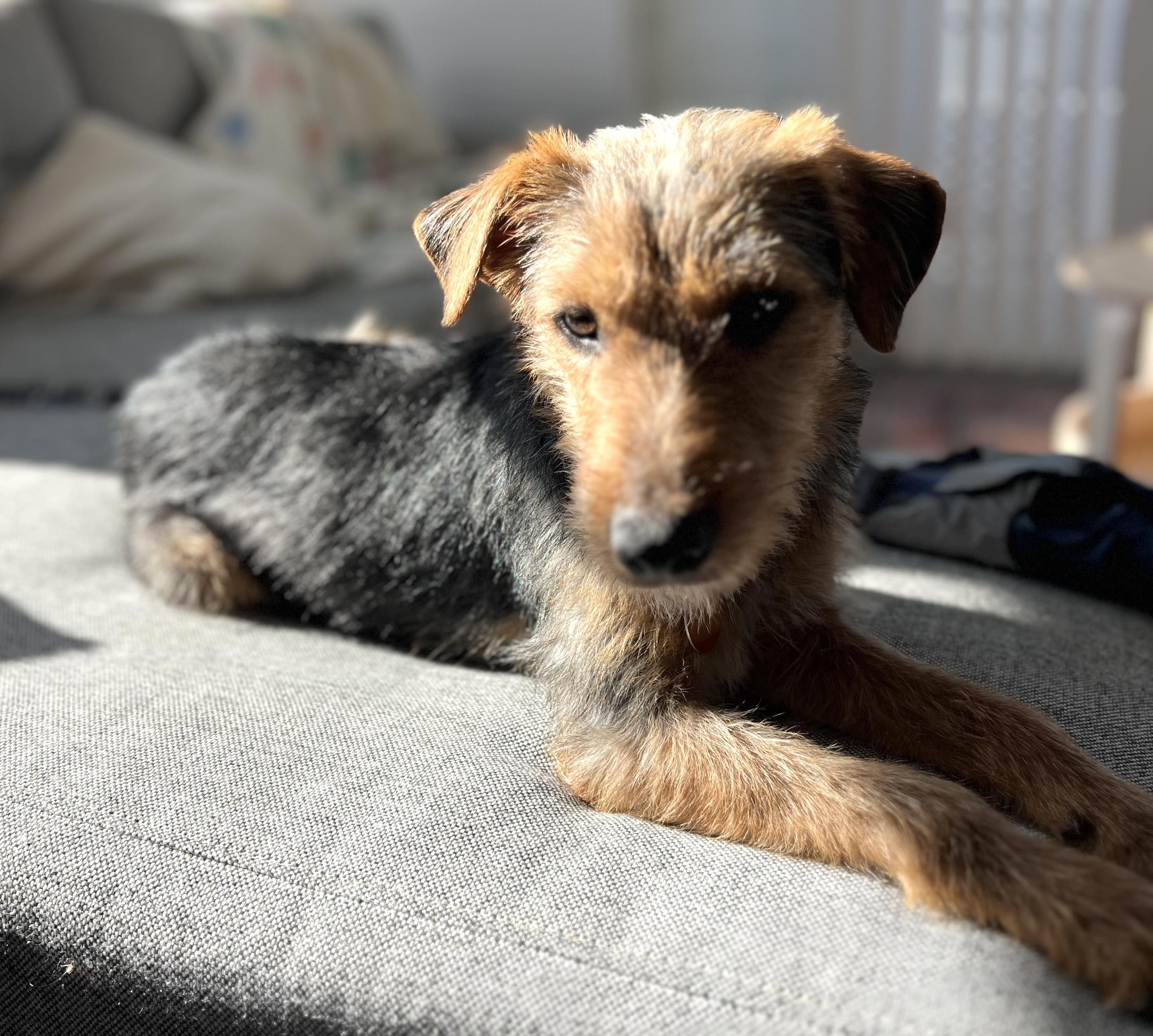 Hayden, an adopted mixed breed in Brooklyn, NY image 4/6