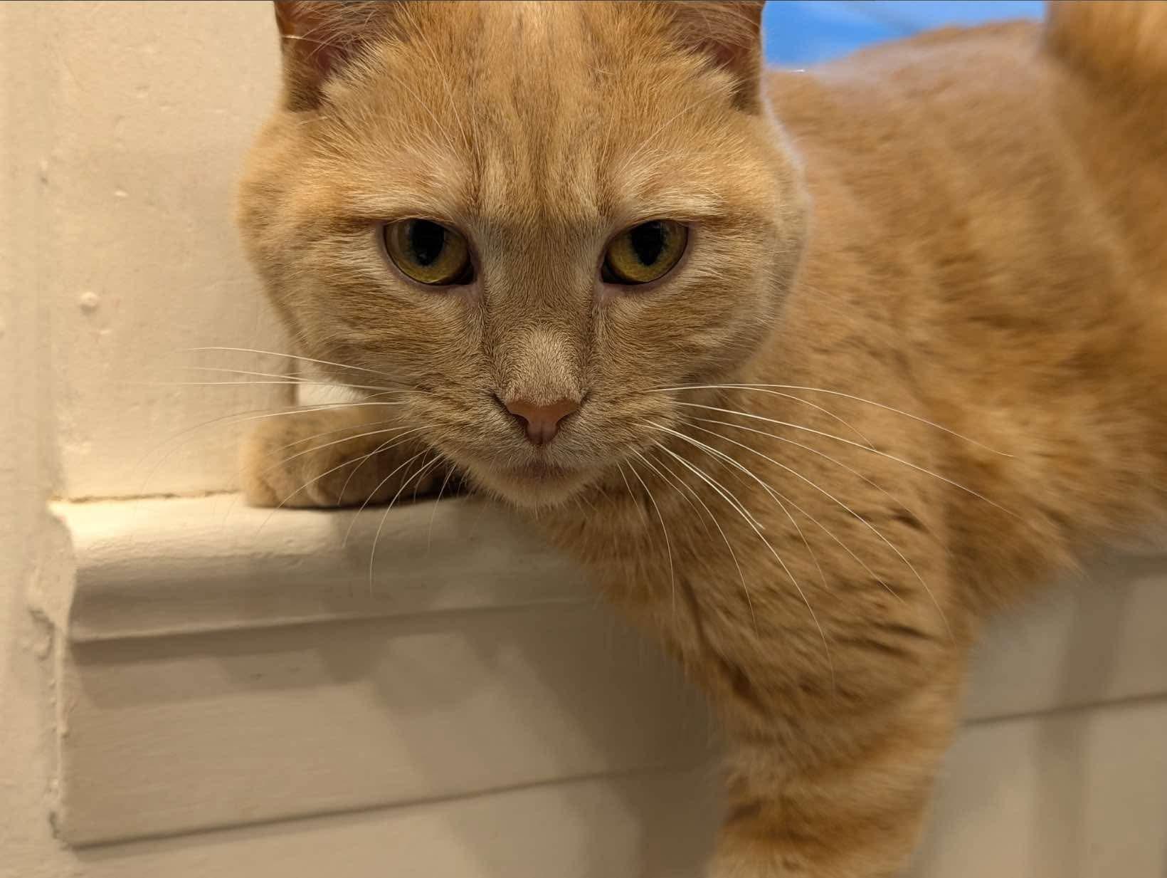 GEORGETTE, Adopted, Adult Female Domestic Short Hair.