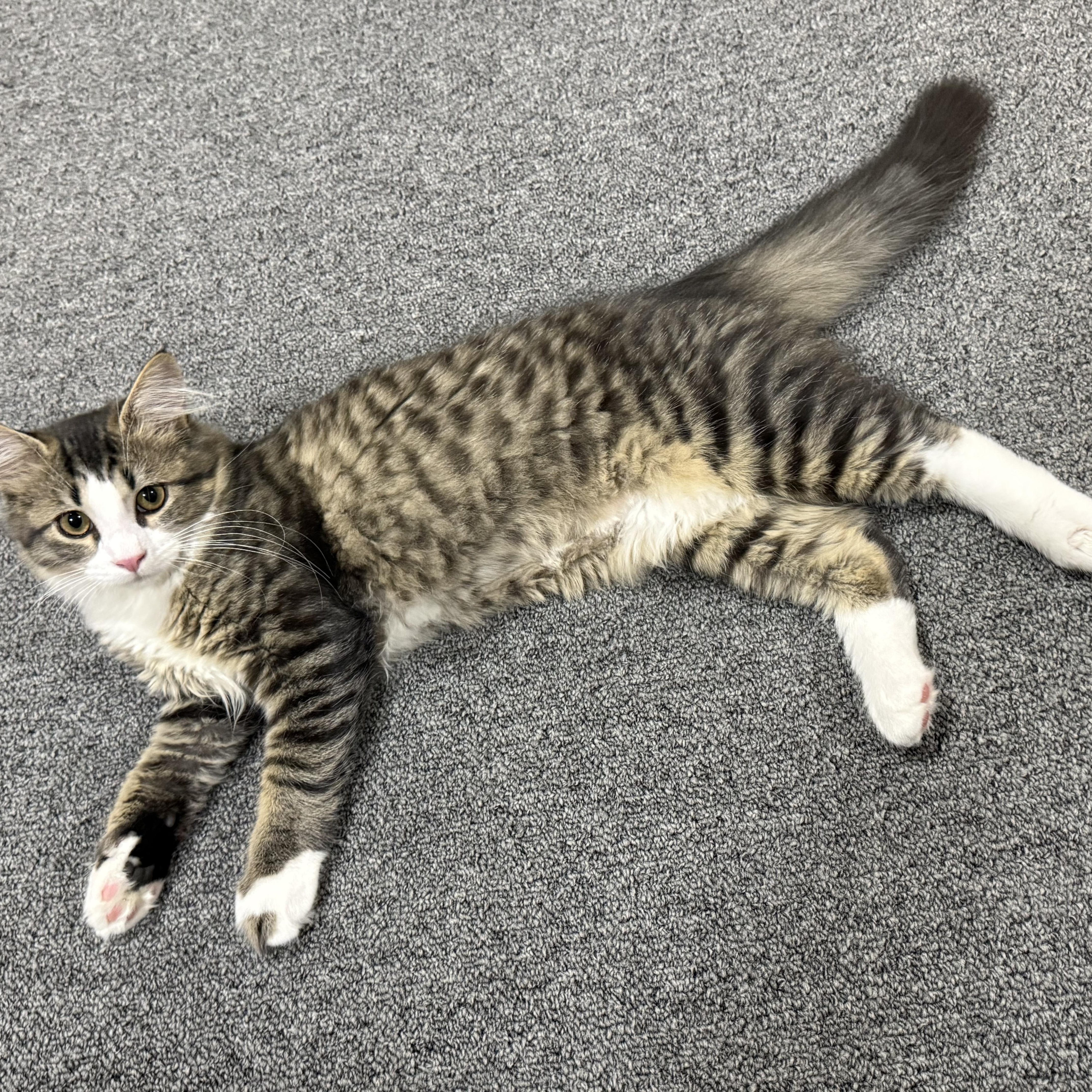 Enlarge Eloise, a Adoptable Tabby in Mechanicsburg, PA image 3/5
