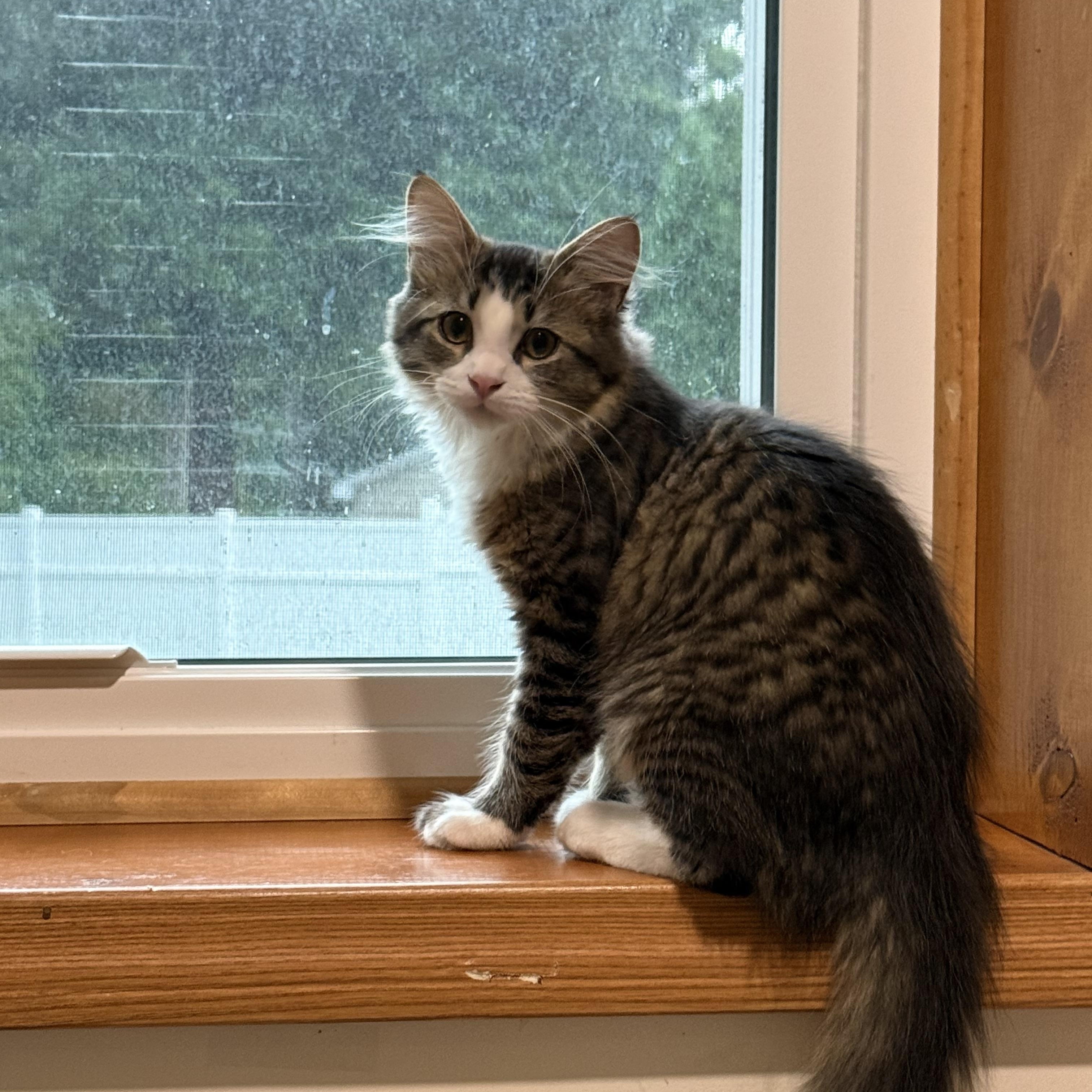 Enlarge Eloise, a Adoptable Tabby in Mechanicsburg, PA image 2/5
