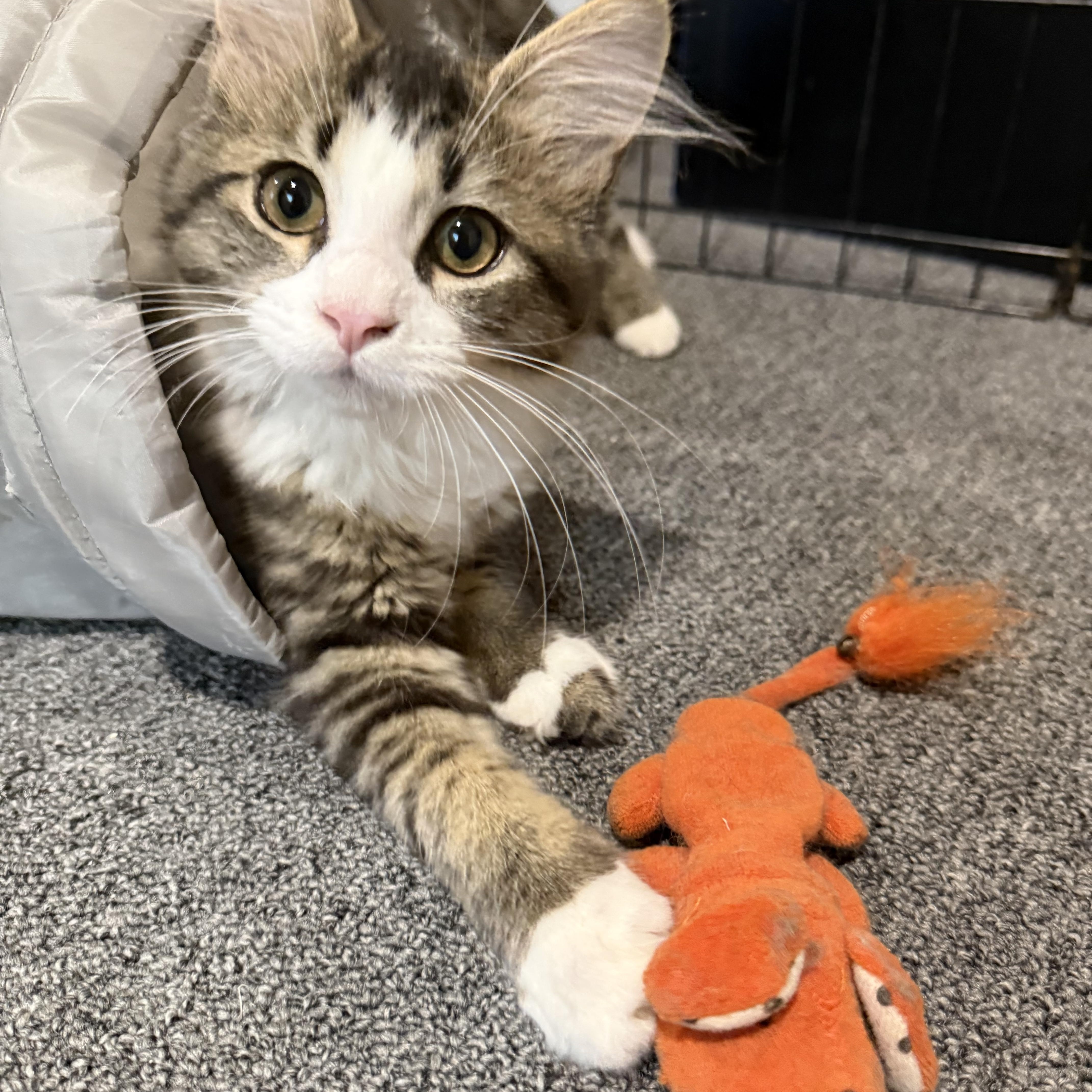Eloise, Adoptable, Kitten Female Tabby.