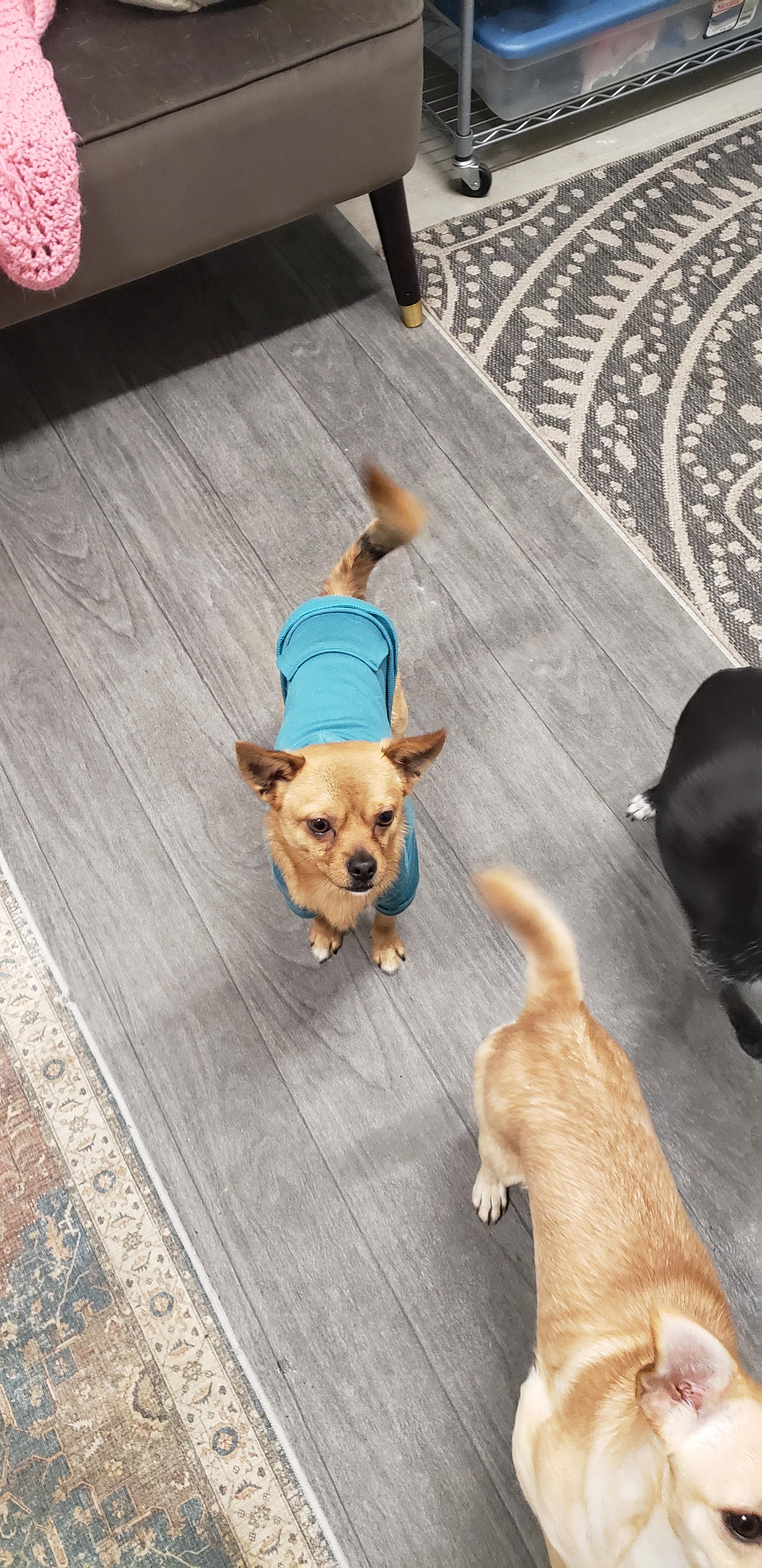 Enlarge Nico, a ADOPTABLE mixed breed in Ephrata, WA image 2/2