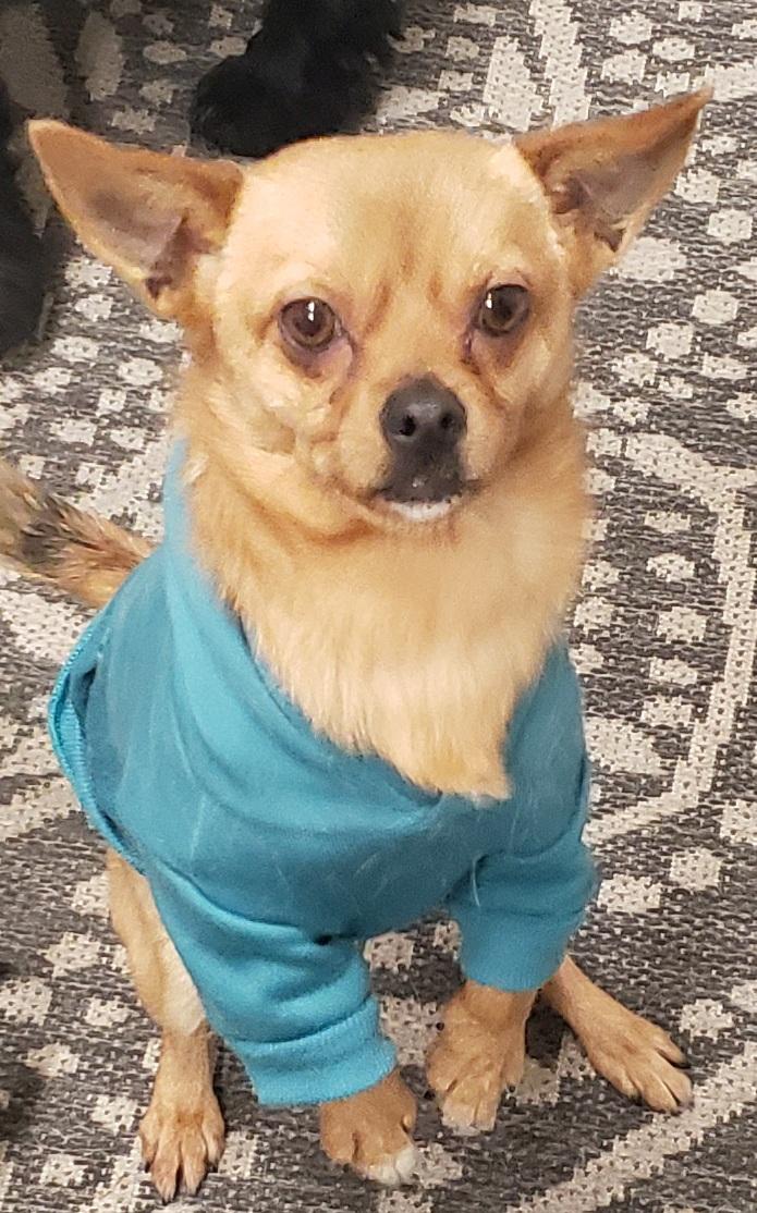 Nico, ADOPTABLE, Young Male Chihuahua.