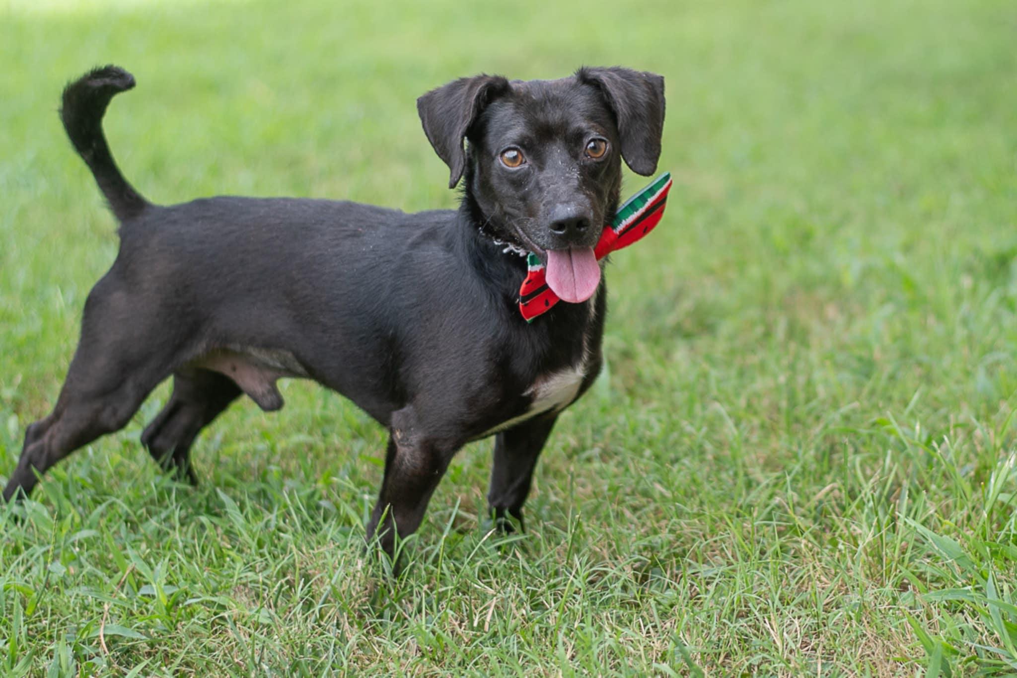 Doc, adopted, Adult Male Mixed Breed.