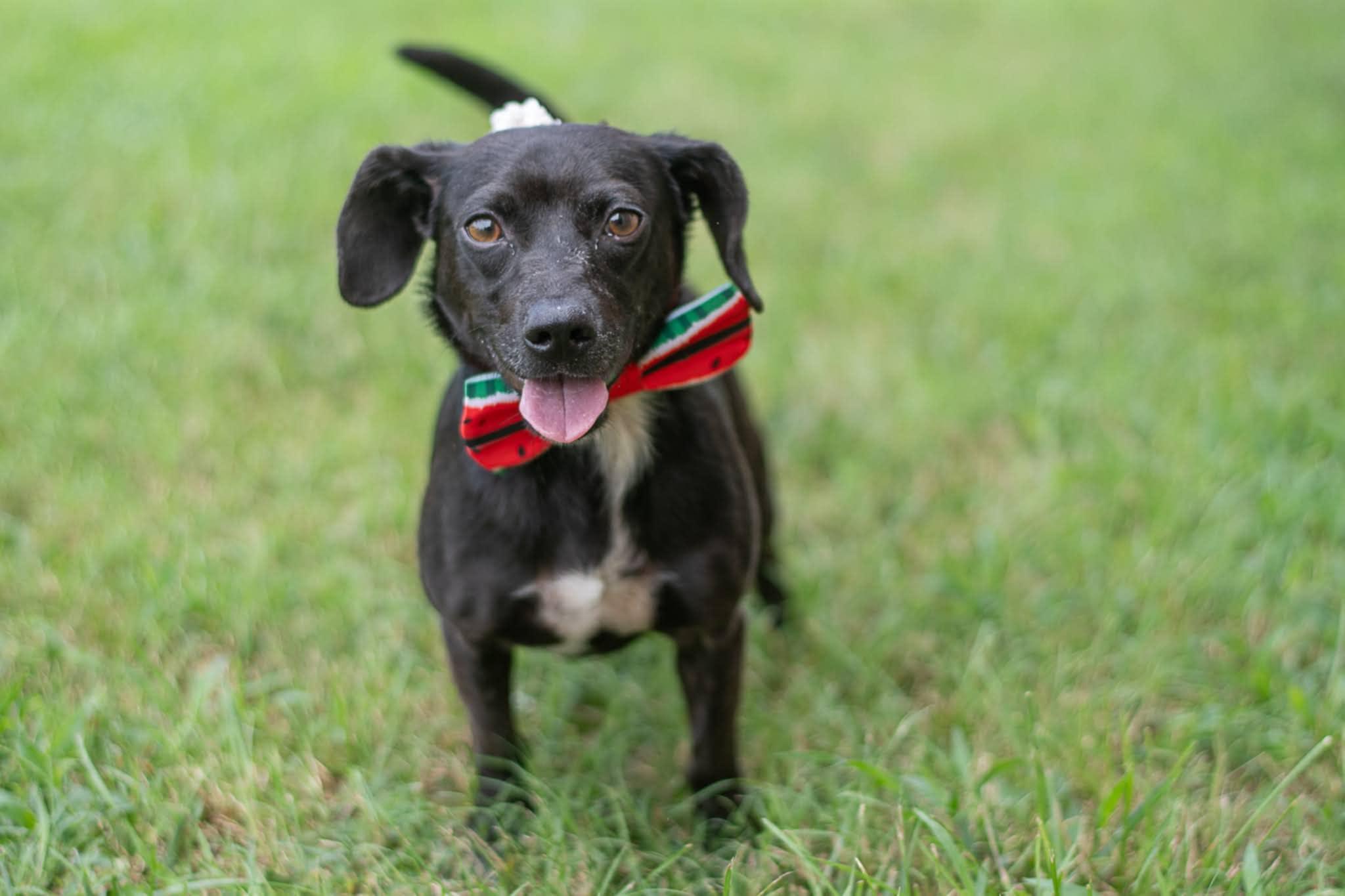 Enlarge Doc, an adopted mixed breed in Charlotte, NC image 4/4