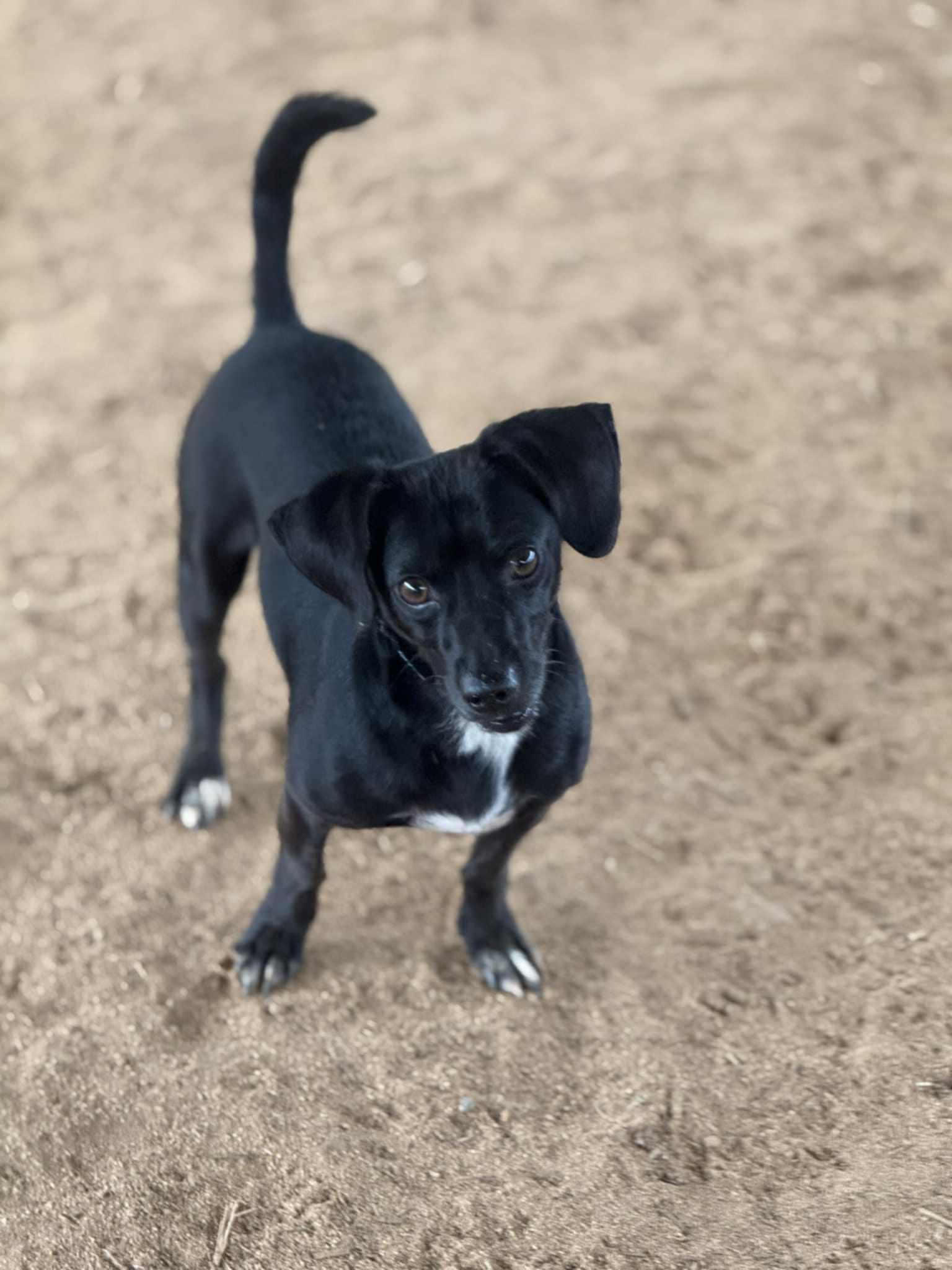 Enlarge Doc, an adopted mixed breed in Charlotte, NC image 2/4