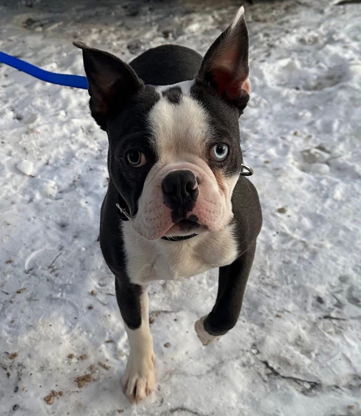 Decker, adoptable, Young Male Boston Terrier.