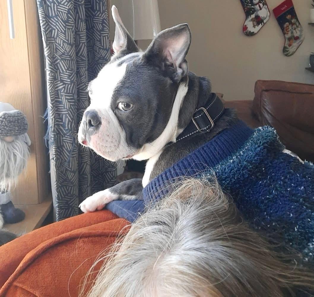 Enlarge Decker, an adoptable Boston Terrier in Brooks, ME image 3/3