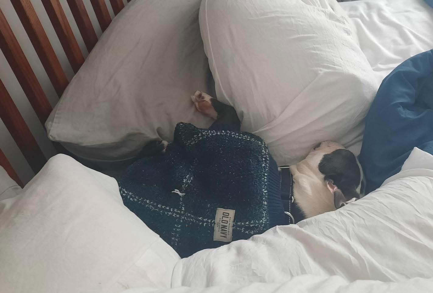 Enlarge Decker, an adoptable Boston Terrier in Brooks, ME image 2/3