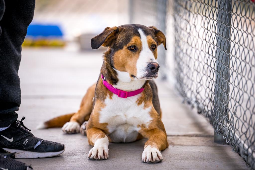 Enlarge Destiny (Gretchin), a Adoptable mixed breed in Twentynine Palms, CA image 1/6