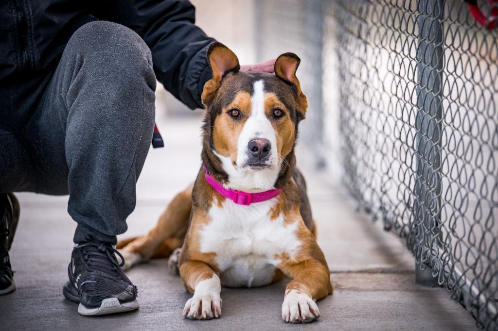 Enlarge Destiny (Gretchin), a Adoptable mixed breed in Twentynine Palms, CA image 2/6