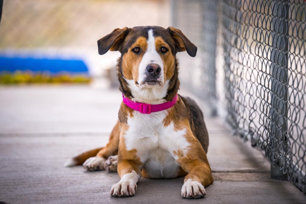 Enlarge Destiny (Gretchin), a Adoptable mixed breed in Twentynine Palms, CA image 3/6
