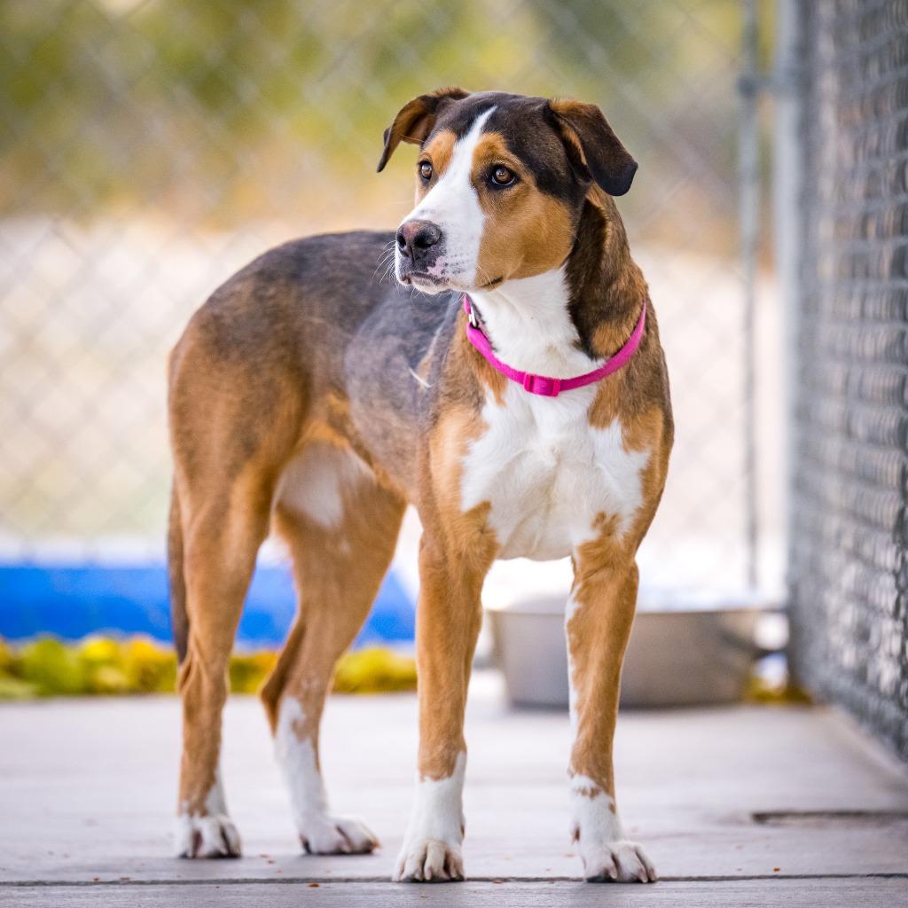 Enlarge Destiny (Gretchin), a Adoptable mixed breed in Twentynine Palms, CA image 4/6