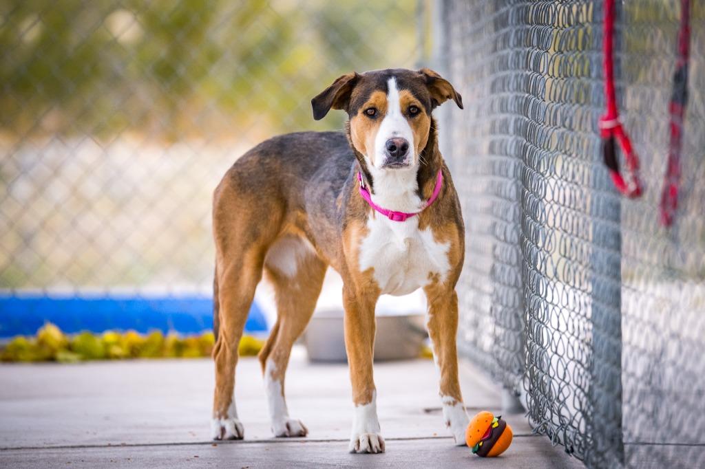 Enlarge Destiny (Gretchin), a Adoptable mixed breed in Twentynine Palms, CA image 5/6