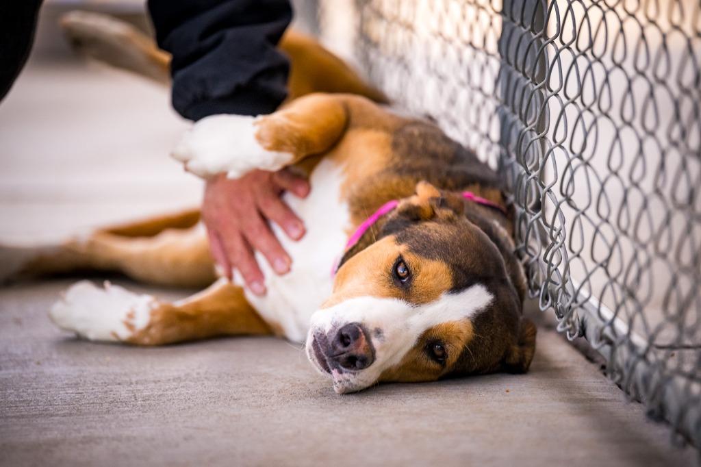 Enlarge Destiny (Gretchin), a Adoptable mixed breed in Twentynine Palms, CA image 6/6