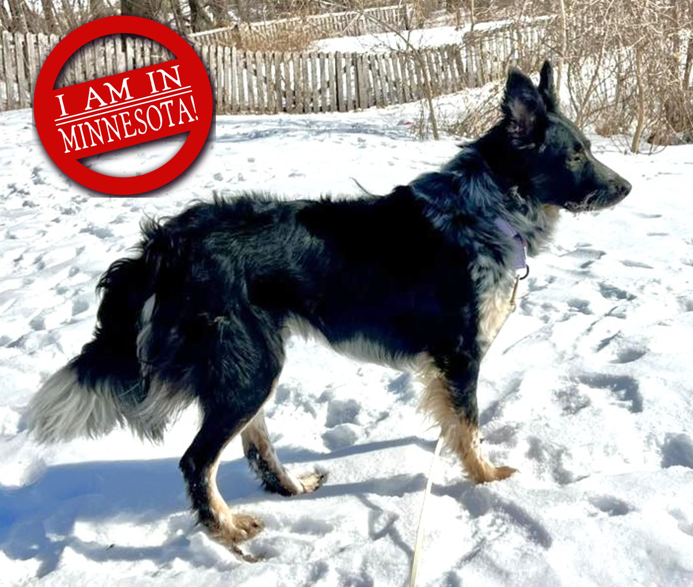 Jaguar, a Adoptable mixed breed in Minneapolis, MN image 4/6