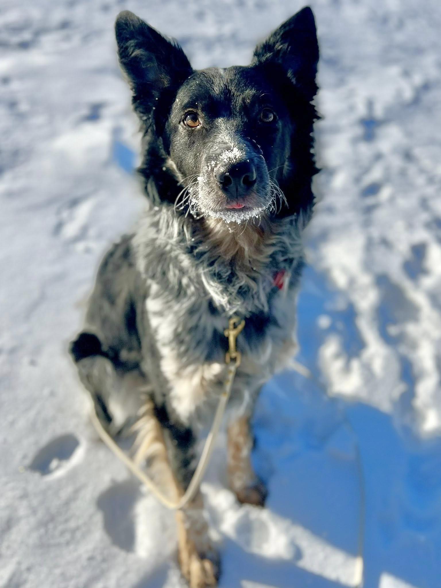 Jaguar, a Adoptable mixed breed in Minneapolis, MN image 5/6