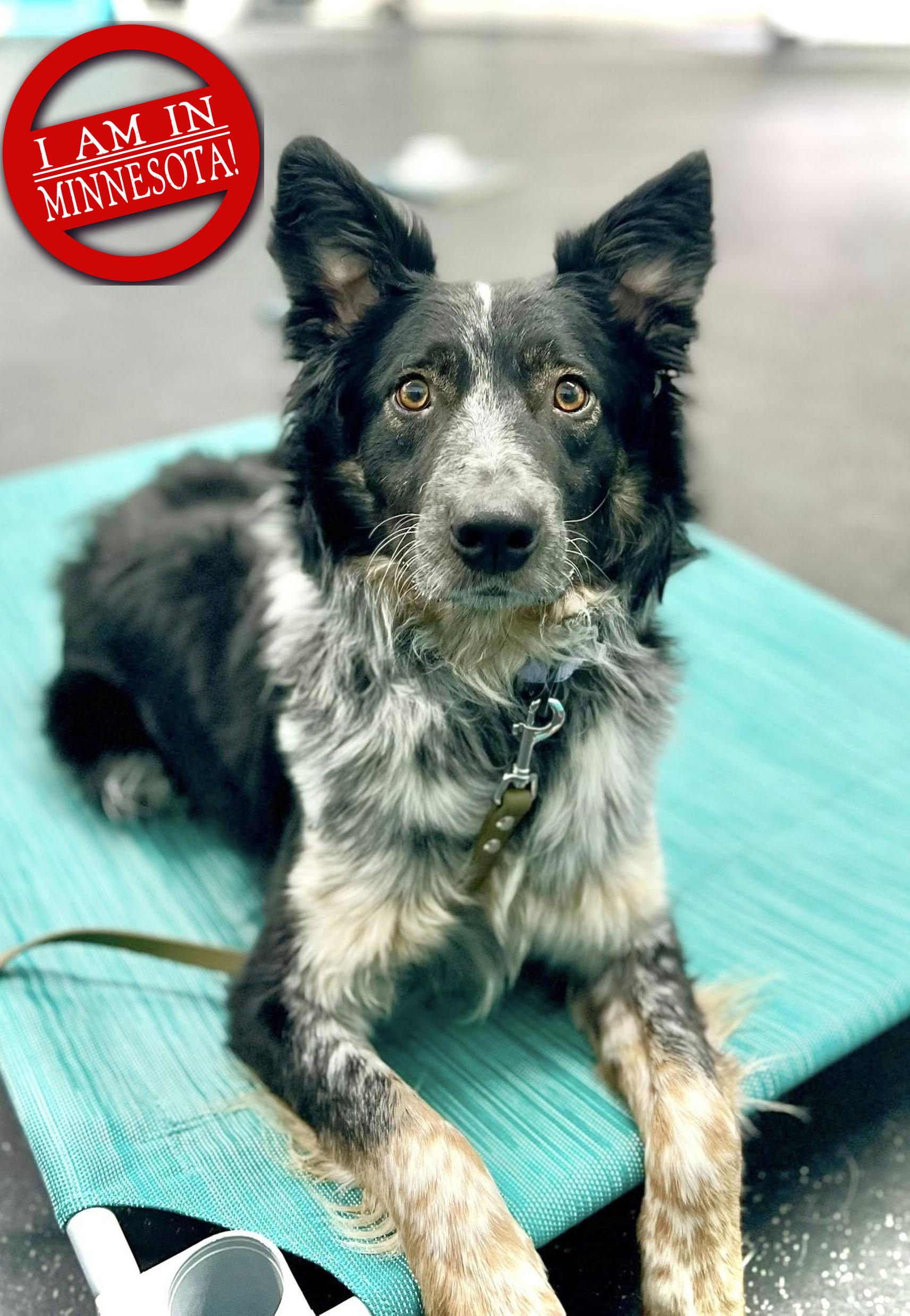 Jaguar, Adoptable, Young Male Border Collie.