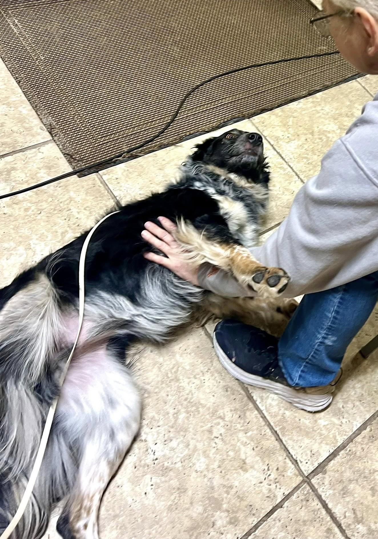 Jaguar, a Adoptable mixed breed in Minneapolis, MN image 6/6
