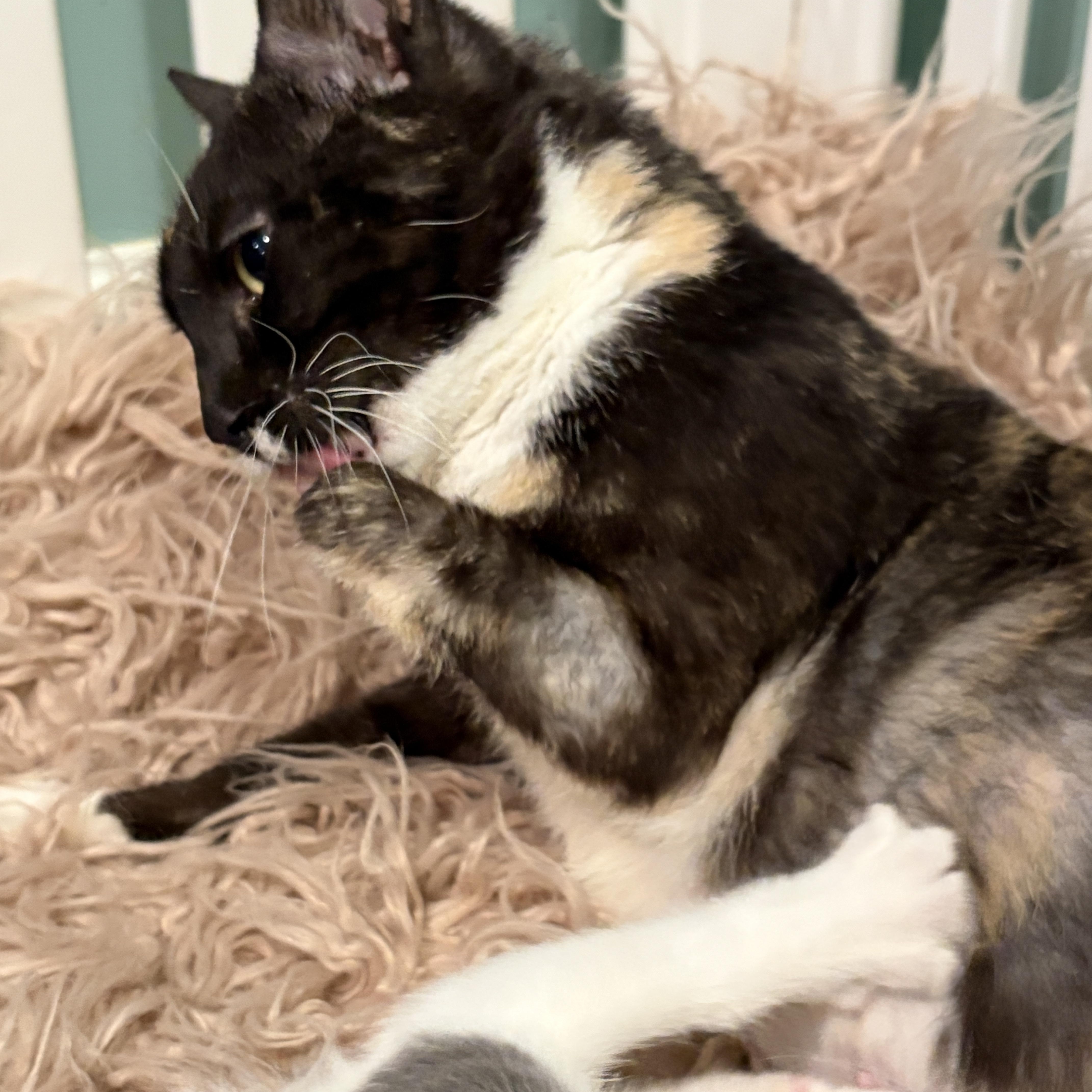 Enlarge Annabelle ( 2 1/2 legs), a Adoptable mixed breed in Newburgh, NY image 2/5
