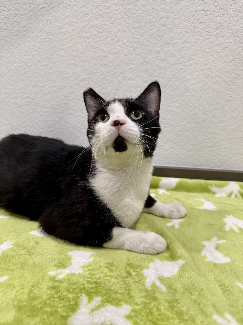 Sparkles, a ADOPTABLE Domestic Short Hair in Las Vegas, NV image 1/3