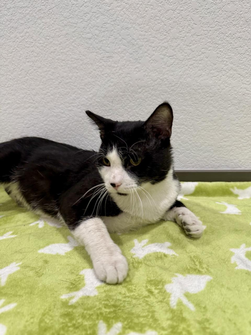 Sparkles, a ADOPTABLE Domestic Short Hair in Las Vegas, NV image 2/3