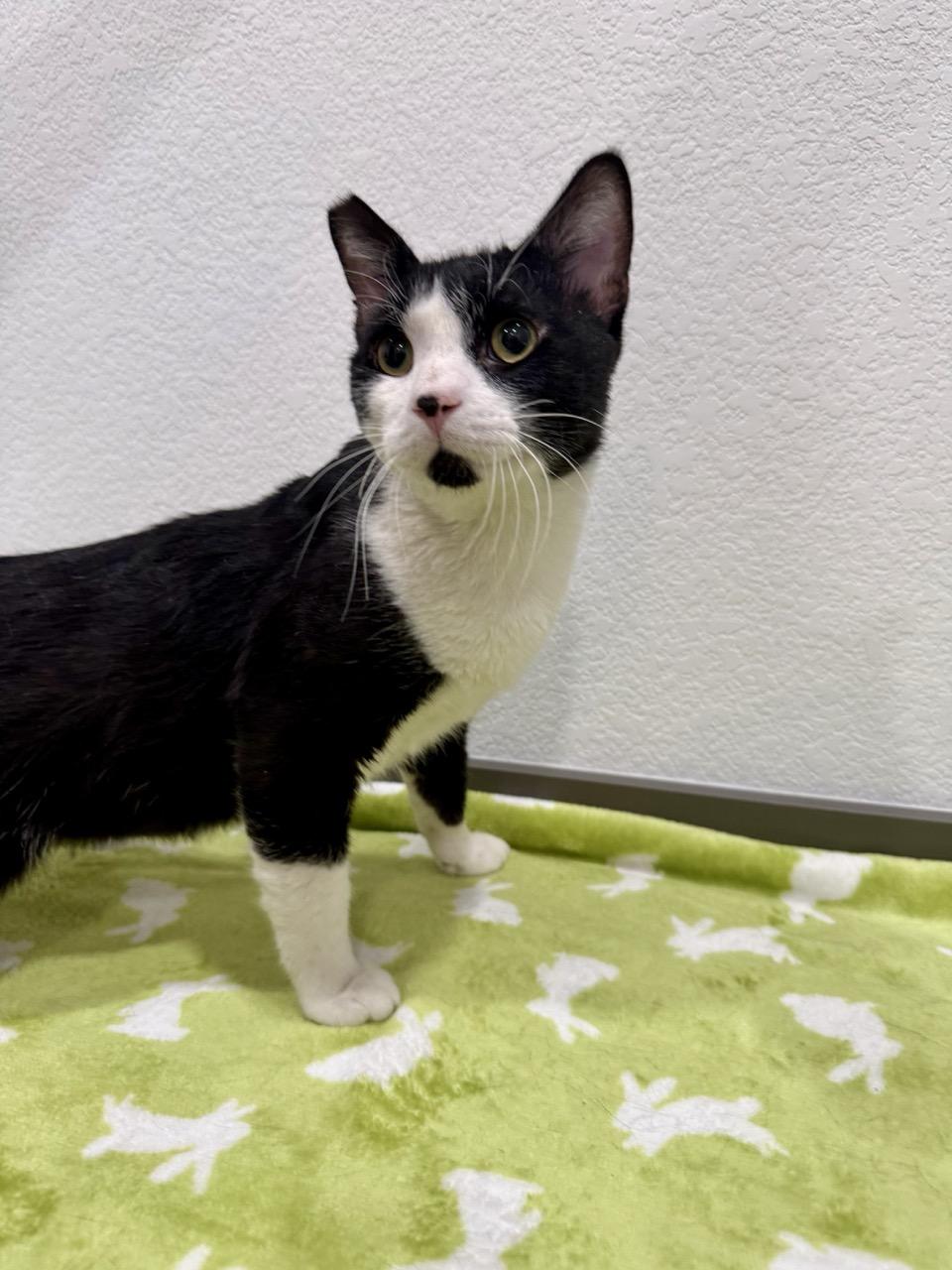 Sparkles, a ADOPTABLE Domestic Short Hair in Las Vegas, NV image 3/3