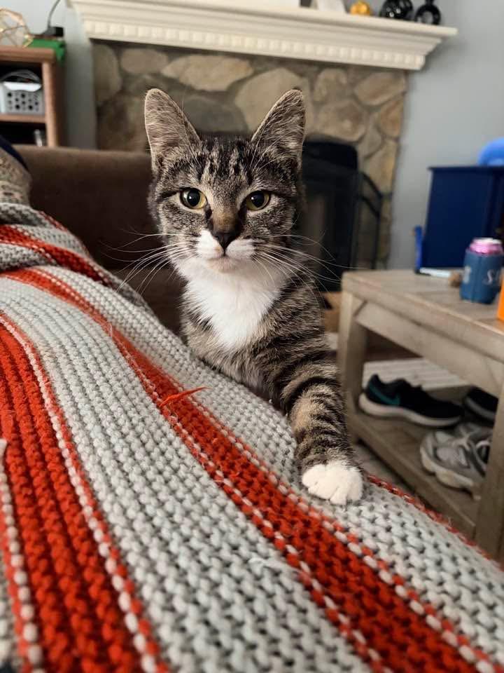 Elfie, Adoptable, Kitten Female Domestic Short Hair.