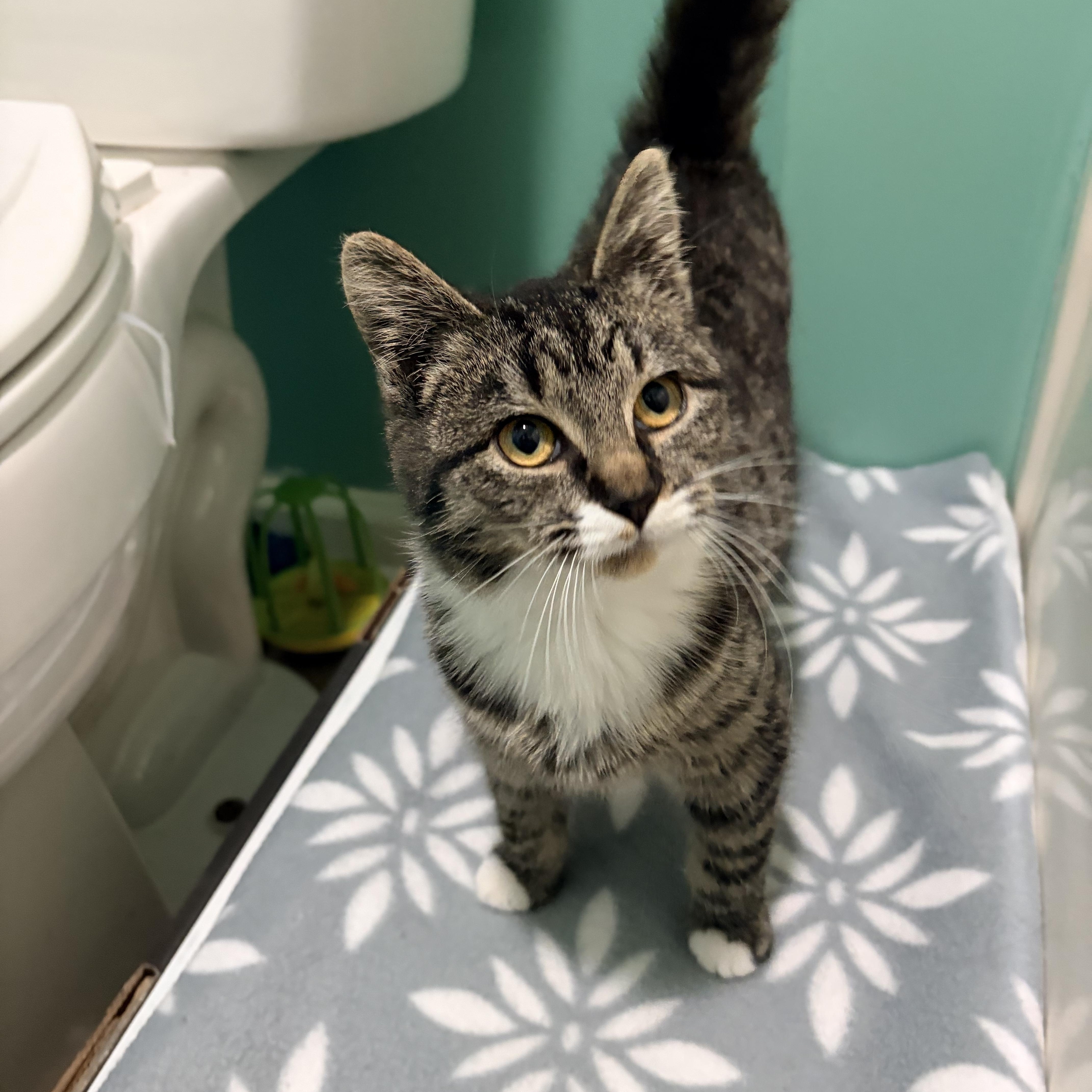 Enlarge Elfie, a Adoptable mixed breed in Greensboro, NC image 3/6