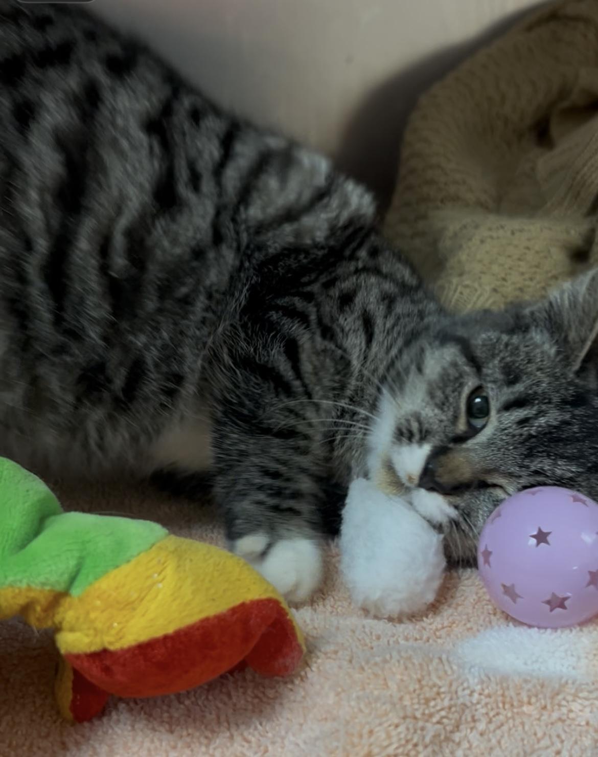 Enlarge Elfie, a Adoptable mixed breed in Greensboro, NC image 4/6