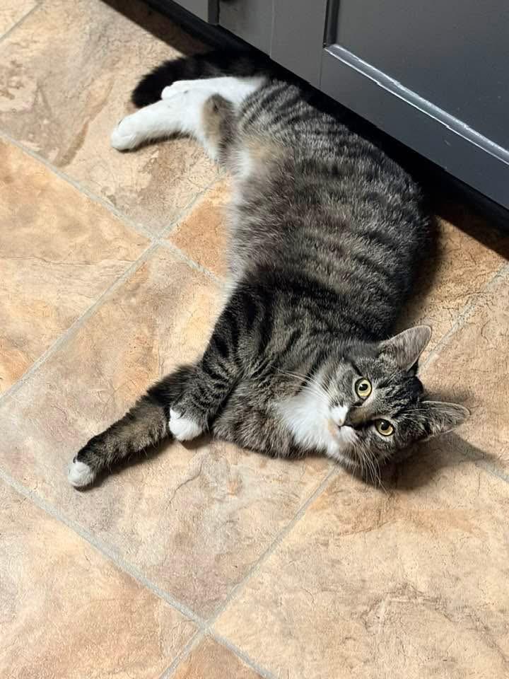 Enlarge Elfie, a Adoptable mixed breed in Greensboro, NC image 2/6