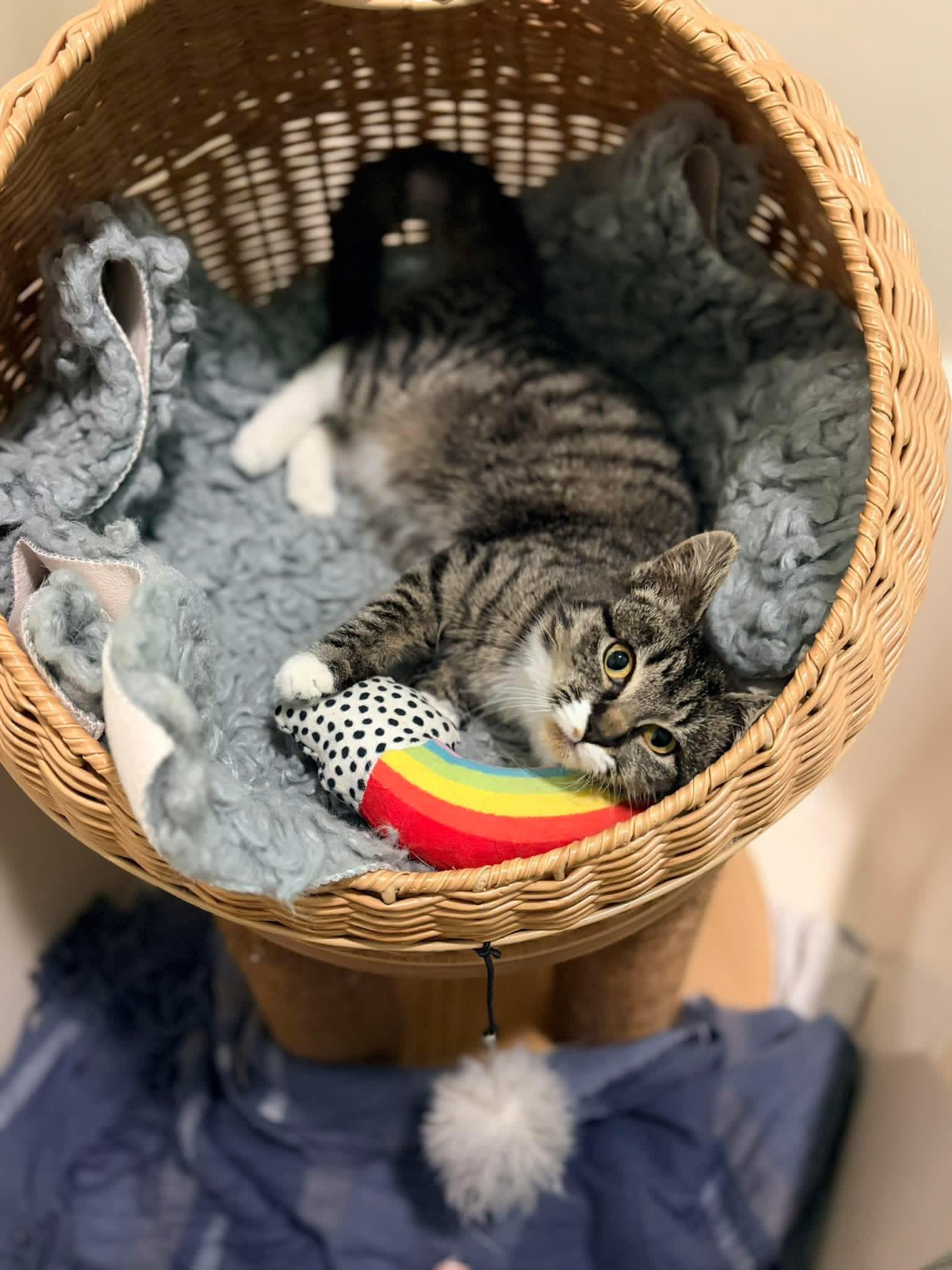 Enlarge Elfie, a Adoptable mixed breed in Greensboro, NC image 6/6