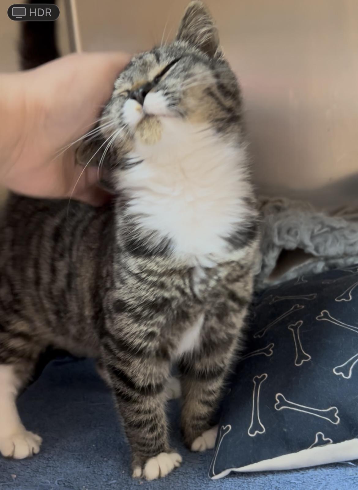 Enlarge Elfie, a Adoptable mixed breed in Greensboro, NC image 5/6