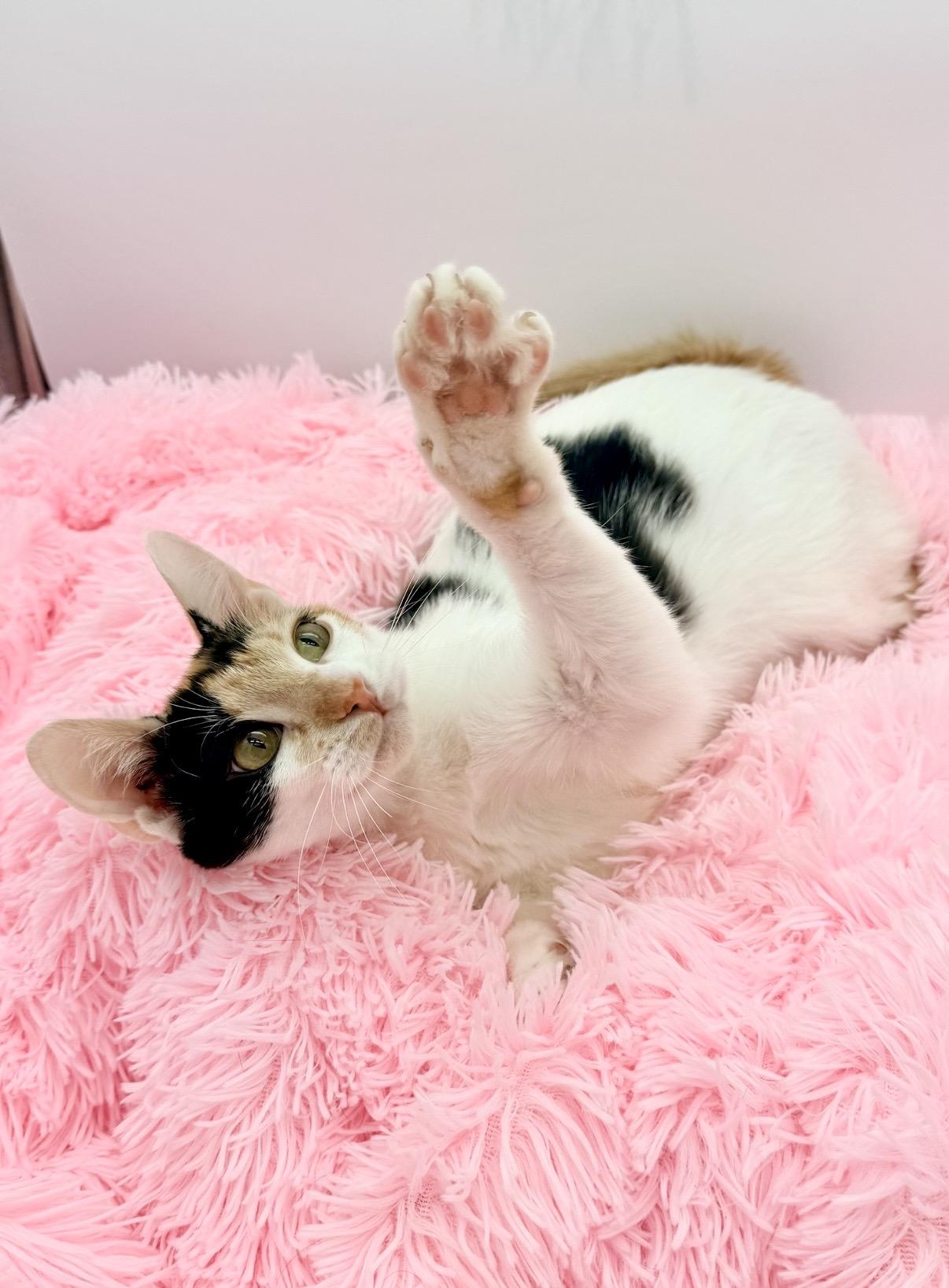 Hex Key, a Adoptable Calico in Covington, LA image 3/6