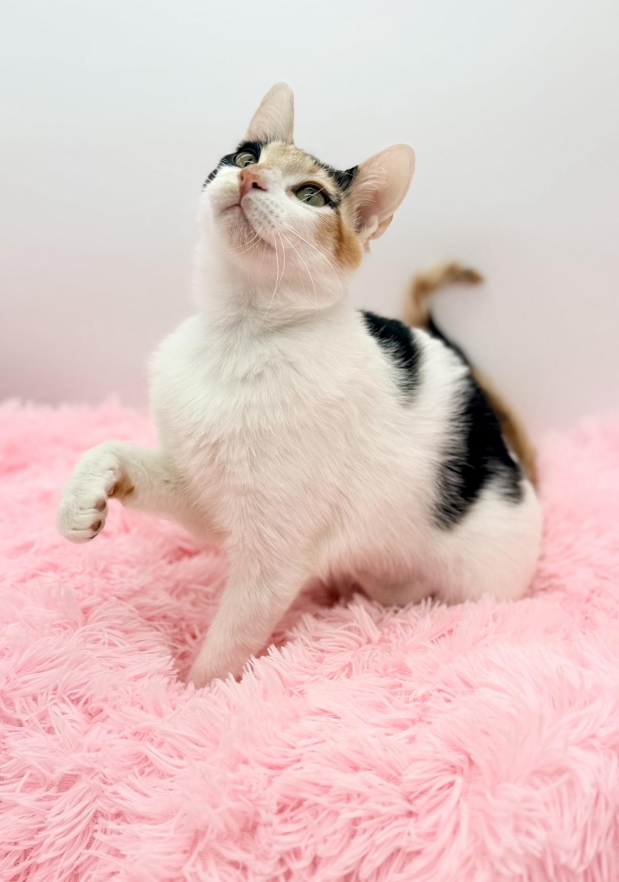 Hex Key, a Adoptable Calico in Covington, LA image 5/6