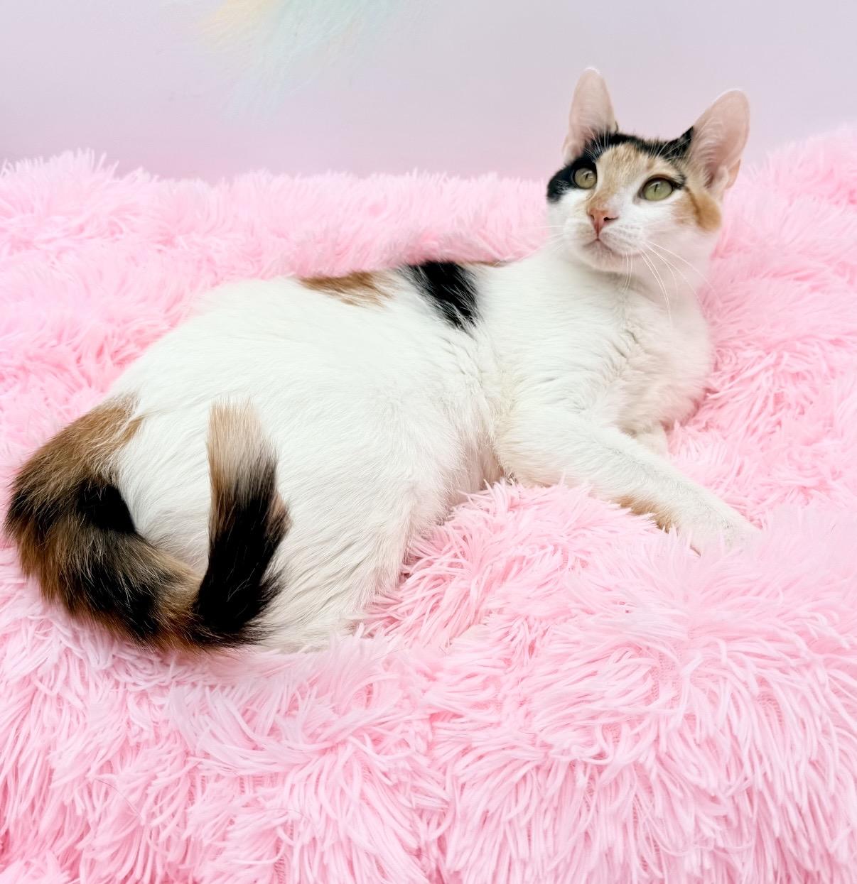 Hex Key, a Adoptable Calico in Covington, LA image 1/6