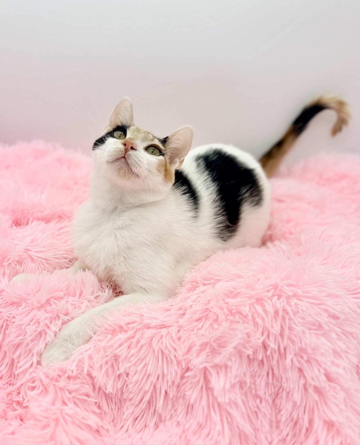 Hex Key, a Adoptable Calico in Covington, LA image 2/6
