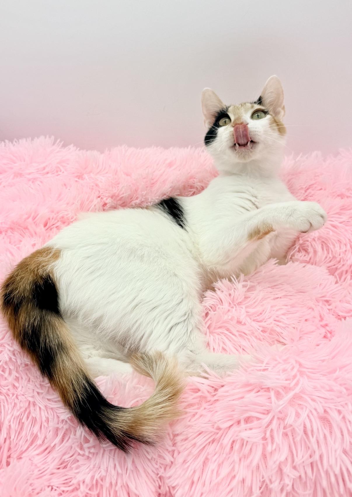 Hex Key, a Adoptable Calico in Covington, LA image 6/6