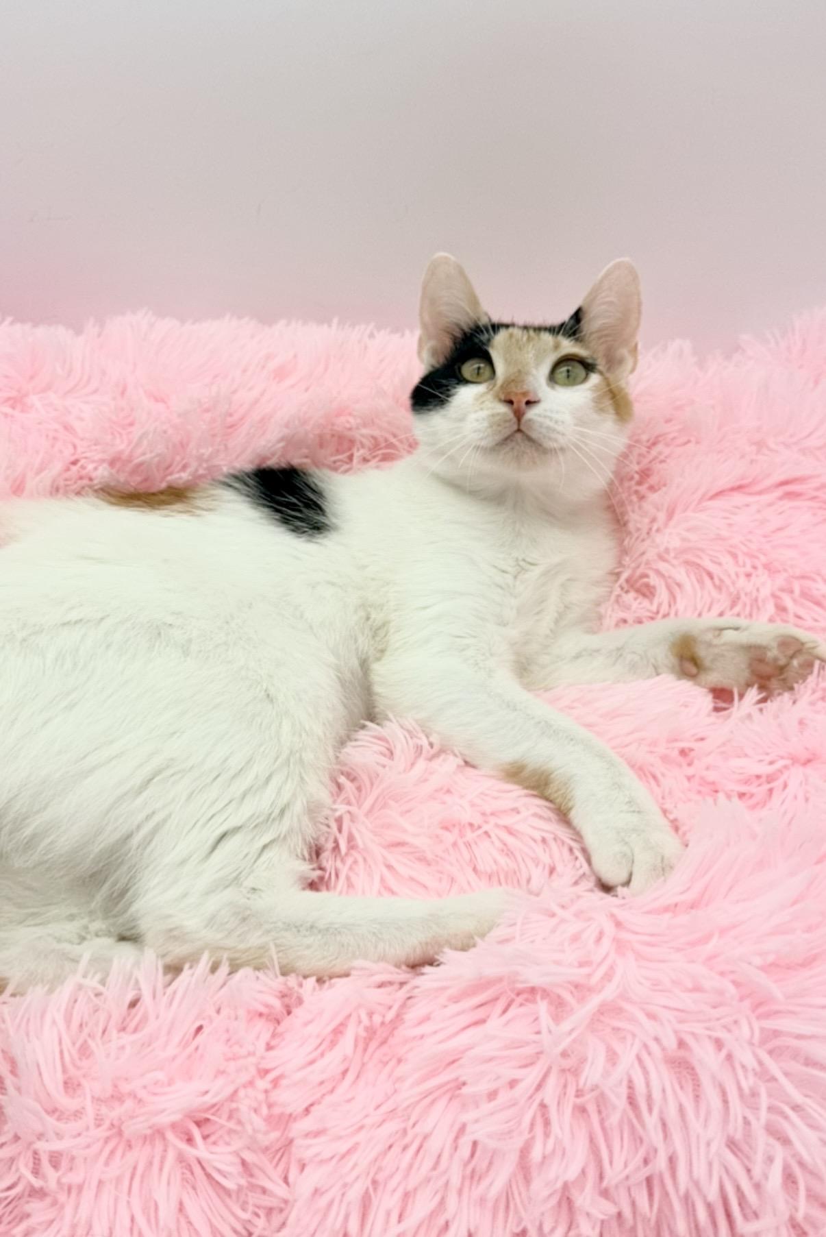 Hex Key, a Adoptable Calico in Covington, LA image 4/6