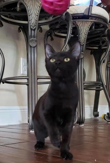 Taylor Otto, Adoptable, Adult Female Domestic Short Hair.